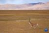 这是9月23日在羌塘国家级自然保护区拍摄的藏羚羊。