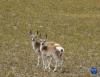 这是9月24日在羌塘国家级自然保护区拍摄的藏原羚。