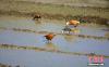 图为11月12日，斑头雁、赤麻鸭等鸟类在西藏山南市扎囊县境内的农田觅食。 冉文娟 摄