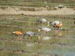 藏南谷地迎来越冬候鸟 斑头雁、赤麻鸭等在碧水蓝天间嬉戏觅食