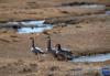 斑头雁在羊卓雍措岸边的湿地栖息（11月16日摄）。