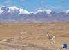 这是11月21日在岗布冰川附近拍摄的藏原羚。新华社记者 孙非 摄