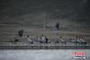 11月23日，在西藏自治区拉萨市林周县春堆乡虎头山水库黑颈鹤群觅食。由于适宜的环境和充足的食物，冬季的拉萨市林周县成了越来越多黑颈鹤聚集的家园。 中新社记者 贡嘎来松 摄