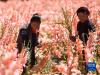 西藏拉萨市曲水县才纳乡村民在种植试验基地里采摘作物（2017年10月7日摄）。新华社记者 普布扎西 摄