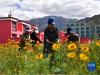 西藏拉萨市四季吉祥村村民在采摘雪菊（2017年9月27日摄）。新华社记者 晋美多吉 摄
