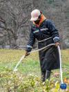 西藏林芝市波密县古乡雪瓦卡村村民索朗措姆在家门口的茶园工作（3月31日摄）。新华社记者 陈尚才 摄
