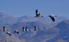 黑颈鹤在林周县的山峦间翱翔（12月7日摄）。
