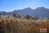 12月21日，西藏自治区拉萨市曲水县茶巴朗湿地冬日风景。 中新社记者 贡嘎来松 摄