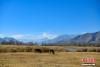 12月21日，西藏自治区拉萨市曲水县茶巴朗湿地冬日风景。 中新社记者 贡嘎来松 摄