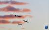黑颈鹤在拉萨市林周县上空飞翔（1月9日摄）。
