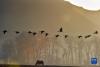 黑颈鹤在拉萨市林周县黑颈鹤自然保护区飞翔（1月9日摄）。