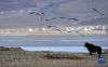 黑颈鹤在拉萨市林周县虎头山水库飞翔（1月8日摄）。