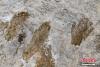 图为1月19日拍摄的西藏拉萨市堆龙德庆区德庆乡邱桑村邱桑温泉石灰岩上的“古人类手脚印”。 中新社记者 贡嘎来松 摄