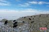 1月26日，纳木错湖边雪景。雪后的西藏纳木错银装素裹，美景如画。（无人机照片） 中新社记者 贡嘎来松 摄