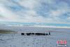 1月26日，牧民在纳木错湖边放牧。雪后的西藏纳木错银装素裹，美景如画。 中新社记者 贡嘎来松 摄