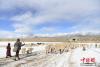 1月27日，当雄县龙仁乡乌达村牧民在雪中放牧。中新社记者 贡嘎来松 摄