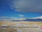 西藏藏北雪山下 牧人的“天堂草原”