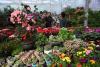 图为市民在城关区智昭农业科技示范中心选购鲜花。记者 洛桑 摄