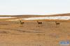 这是在西藏那曲市拍摄的藏羚羊（3月25日摄）。新华社记者 格桑朗杰 摄