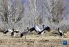 这是在南木林县境内拍摄的黑颈鹤（3月29日摄）。新华社记者 张汝锋 摄