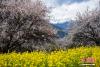3月30日，林芝市嘎拉村，雪山映衬下的桃花。