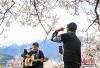 3月30日，游客在嘎拉村桃树下唱歌。