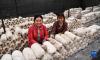   4月14日，姐姐次仁拉珍（右）和妹妹明珠措姆在采摘平菇。新华社记者 晋美多吉 摄