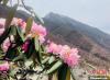 近日，西藏自治区山南市加查县索囊沟的杜鹃花竞相绽放。　冉文娟 摄