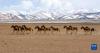 4月22日，藏野驴在西藏阿里地区普兰县境内雪山下活动。新华社发（刘晓东摄）