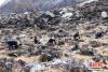 图为4月21日，加查县安绕镇的村民在索囊沟采挖冬虫夏草。 中新社记者 贡嘎来松 摄