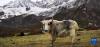 这是4月30日拍摄的库拉岗日雪山前的牦牛。新华社记者 沈虹冰 摄