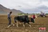 图为5月2日下午，日喀则桑珠孜区农牧民在田间耕作。 江飞波 摄
