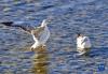 这是在拉鲁湿地拍摄的水鸟（5月7日摄）。新华社记者 张汝锋 摄