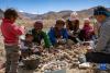 西藏定日县扎西宗乡日白拉新村的村民在切发芽的土豆（5月10日摄）。