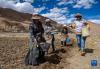 西藏定日县扎西宗乡日白拉新村的村民在播种土豆（5月10日摄）。