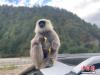 资料图为西藏自治区亚东县长尾叶猴爬到游客车上。冉文娟 摄