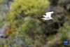 牛背鹭在玉麦乡境内原始森林边盘旋（5月31日摄）。新华社记者 张汝锋 摄