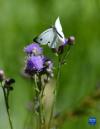 6月21日在拉鲁湿地拍摄的蝴蝶。