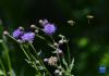 蜜蜂在拉鲁湿地的花丛中（6月21日摄）。