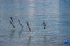 水鸟在羊卓雍错湖面滑翔（7月2日摄）。