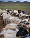 7月12日，在西藏那曲市双湖县多玛乡，牧民在挤绵羊奶。新华社记者 晋美多吉 摄