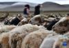 7月12日，在西藏那曲市双湖县多玛乡，牧民家的绵羊在等待挤奶。新华社记者 晋美多吉 摄