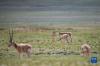 在公藏羚羊的警戒保护下，母藏羚羊悠闲地吃草（7月11日摄）。新华社记者 孙非 摄