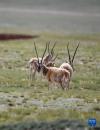 这是在外围警戒的公藏羚羊（7月11日摄）。新华社记者 晋美多吉 摄