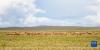 这是在羌塘国家级自然保护区内拍摄的藏羚羊（7月11日摄）。新华社记者 周荻潇 摄