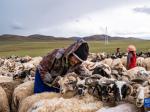 西藏：又到牧忙挤奶季