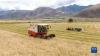 西藏拉萨市墨竹工卡县唐加乡农民收获青稞（8月27日摄）。