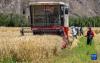 农机合作社和收割工作队在林周县边林乡当杰村玉冲组抢收小麦（9月6日摄）。新华社记者 姜帆 摄