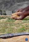 林周县边林乡当杰村玉冲组的村民在检查收获的小麦（9月6日摄）。新华社记者 觉果 摄