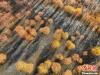 入冬时节，雅鲁藏布江畔的树林一片金黄。　董志雄 摄
